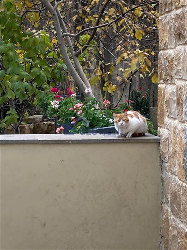 Chalet à louer meublé